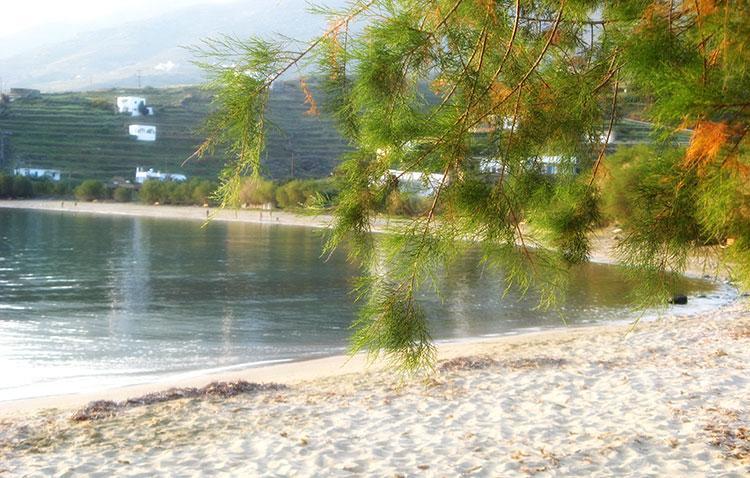 Elia Apartments Agios Romanos ภายนอก รูปภาพ